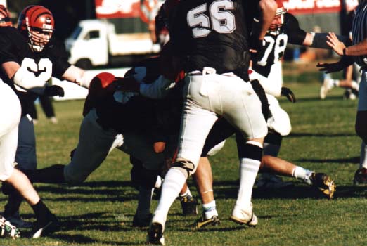 tigers95b.JPG (68642 bytes)